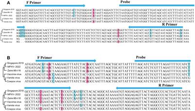 Rapid detection of mpox virus using recombinase aided amplification assay